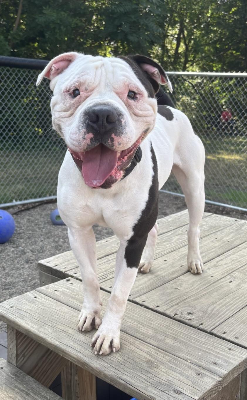 Vince AVAILABLE, ADOPTABLE, Adult Male American Bully.