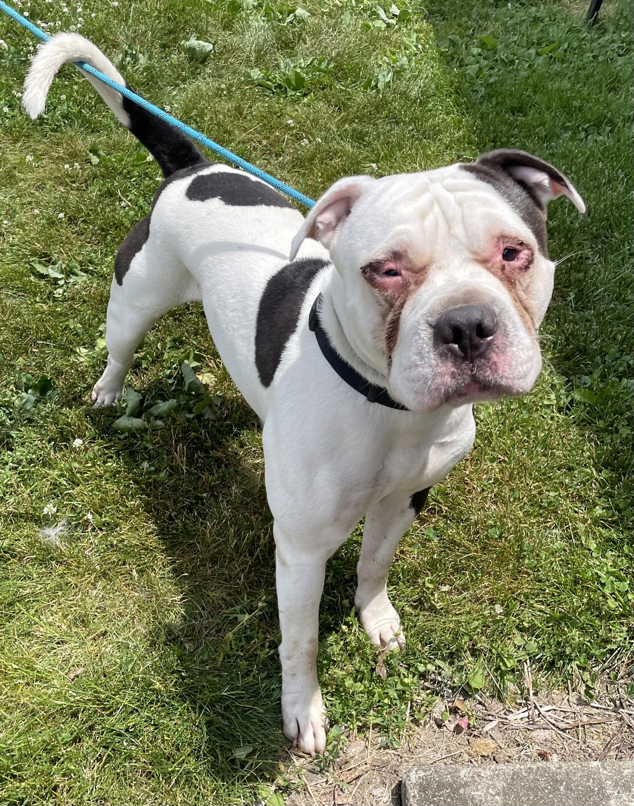 Vince AVAILABLE, a ADOPTABLE American Bully in Canton, OH image 2/4