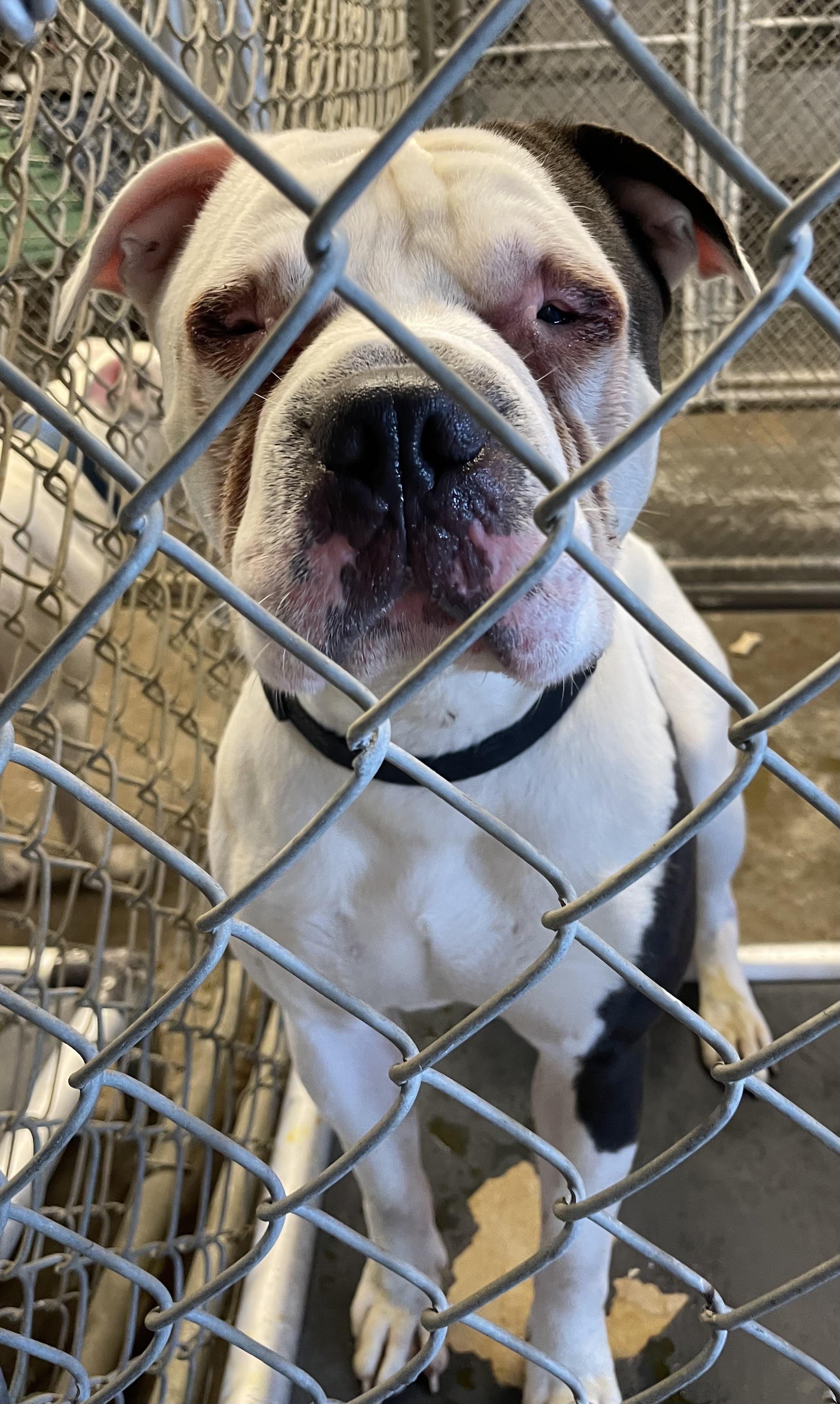 Vince AVAILABLE, a ADOPTABLE American Bully in Canton, OH image 4/4