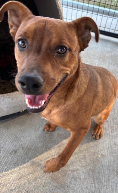 Sterling, adoptable, Young Male Staffordshire Bull Terrier.