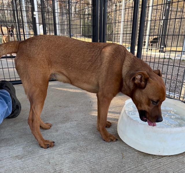 Sterling, an adoptable mixed breed in Harrison, AR image 1/2