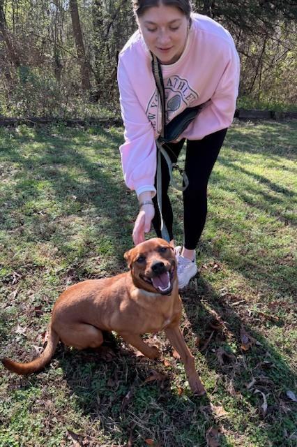 Enlarge Sterling, an adoptable mixed breed in Harrison, AR image 2/3