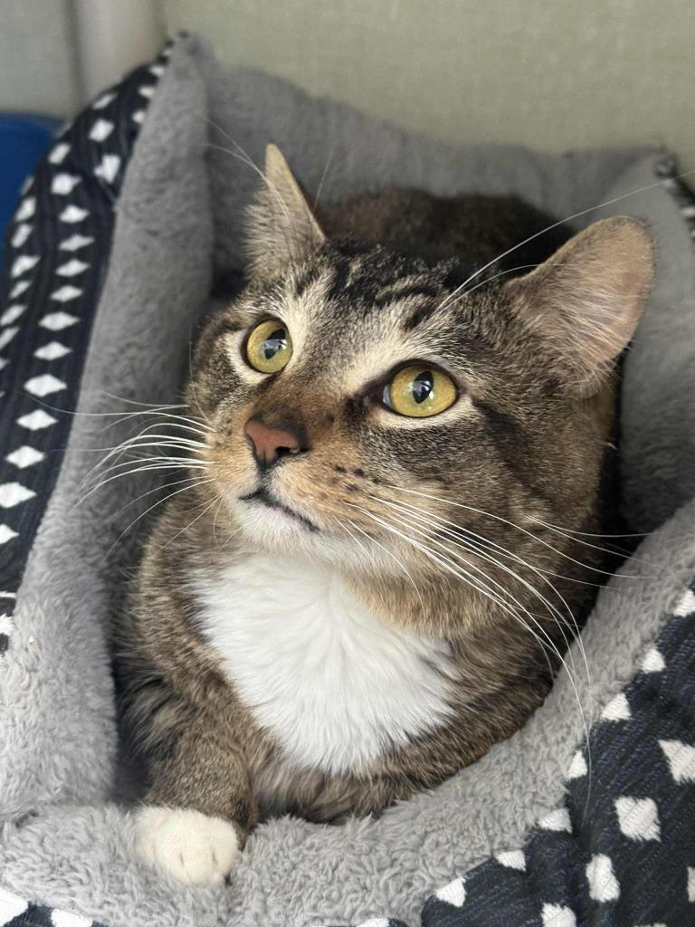 Dirty Dan, Adoptable, Young Male Domestic Short Hair.