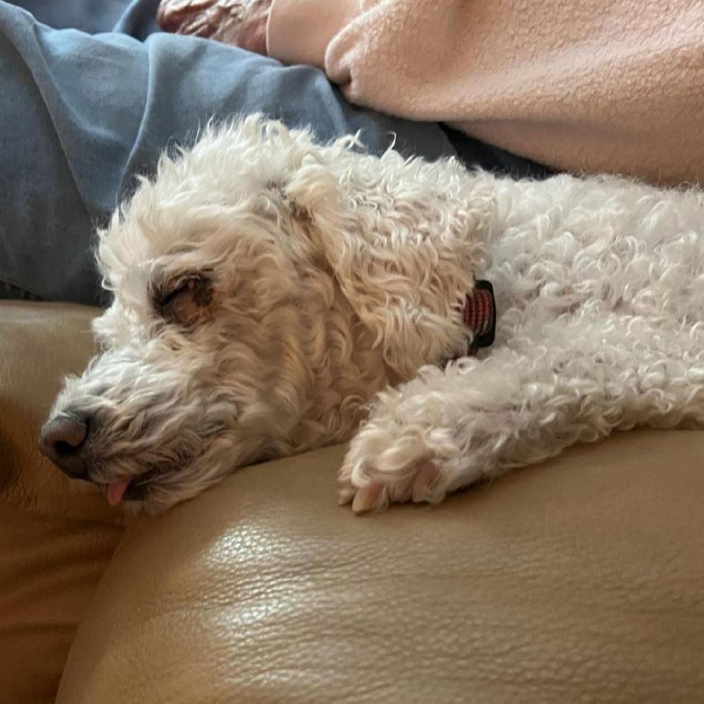 Enlarge Patti - MISSING, a Adoptable Bichon Frise in Lynchburg, VA image 1/2