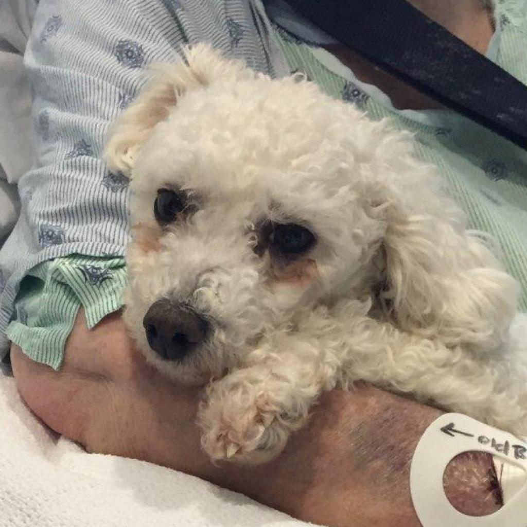 Patti - MISSING, Adoptable, Senior Female Bichon Frise.