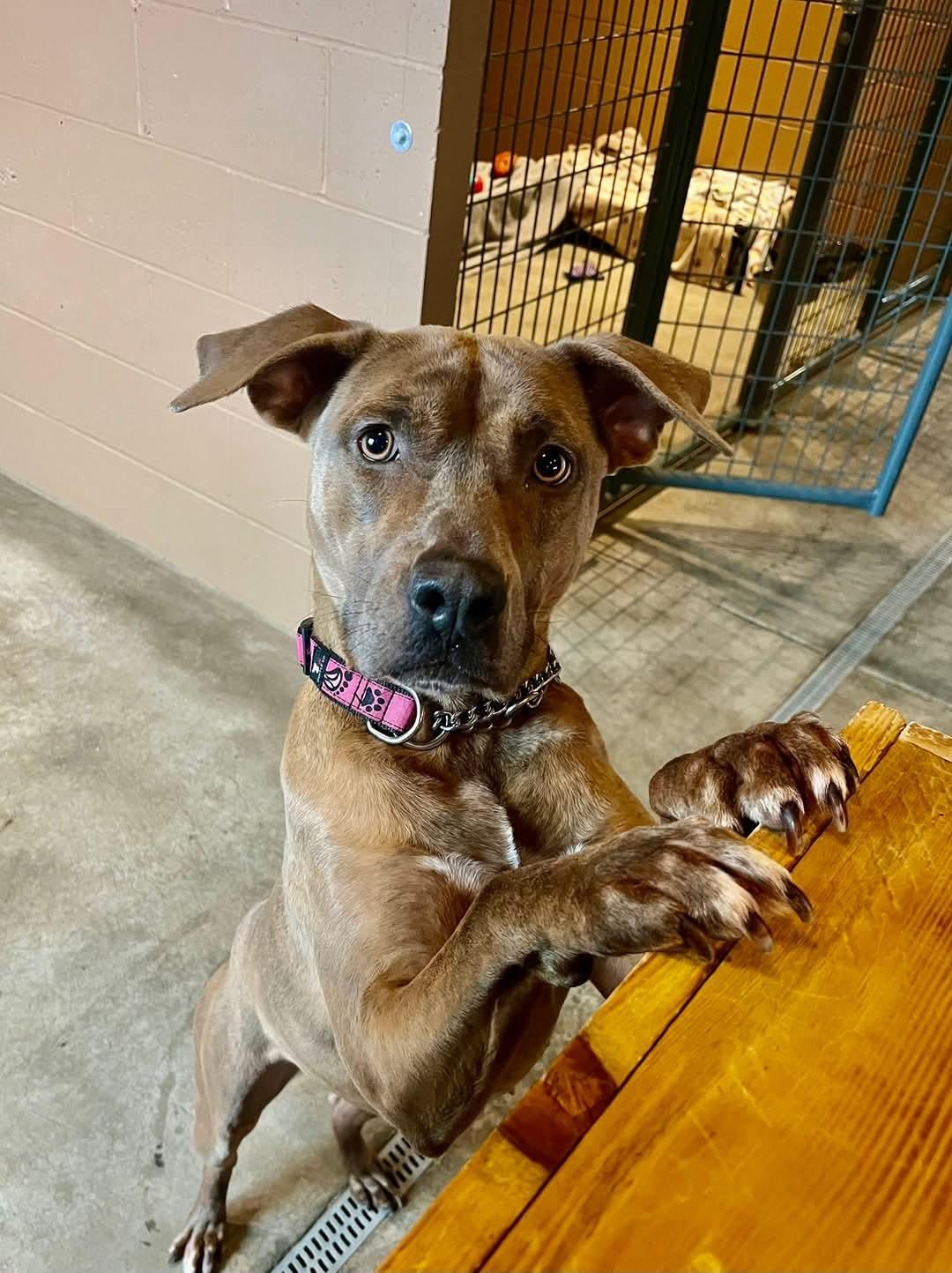 Hazel.  tinycauseadopt@gmail.com, an adoptable Terrier in Vandergrift, PA, 15690 | Photo Image 2