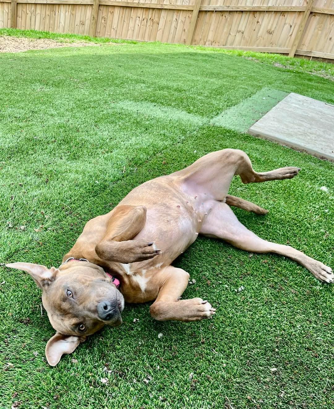 Hazel.  tinycauseadopt@gmail.com, an adoptable Terrier in Vandergrift, PA, 15690 | Photo Image 3