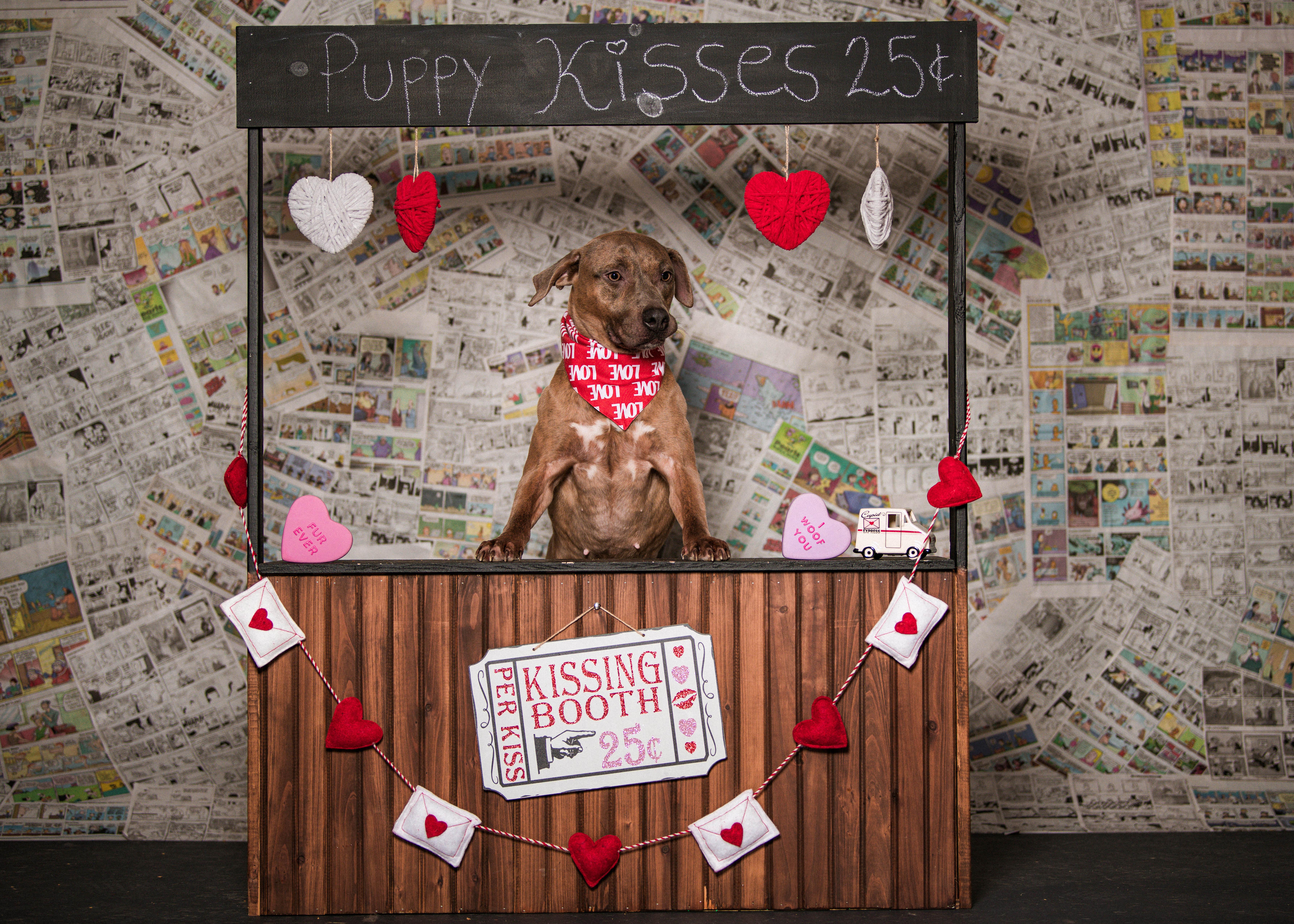 Hazel.  tinycauseadopt@gmail.com, an adoptable Terrier in Vandergrift, PA, 15690 | Photo Image 4