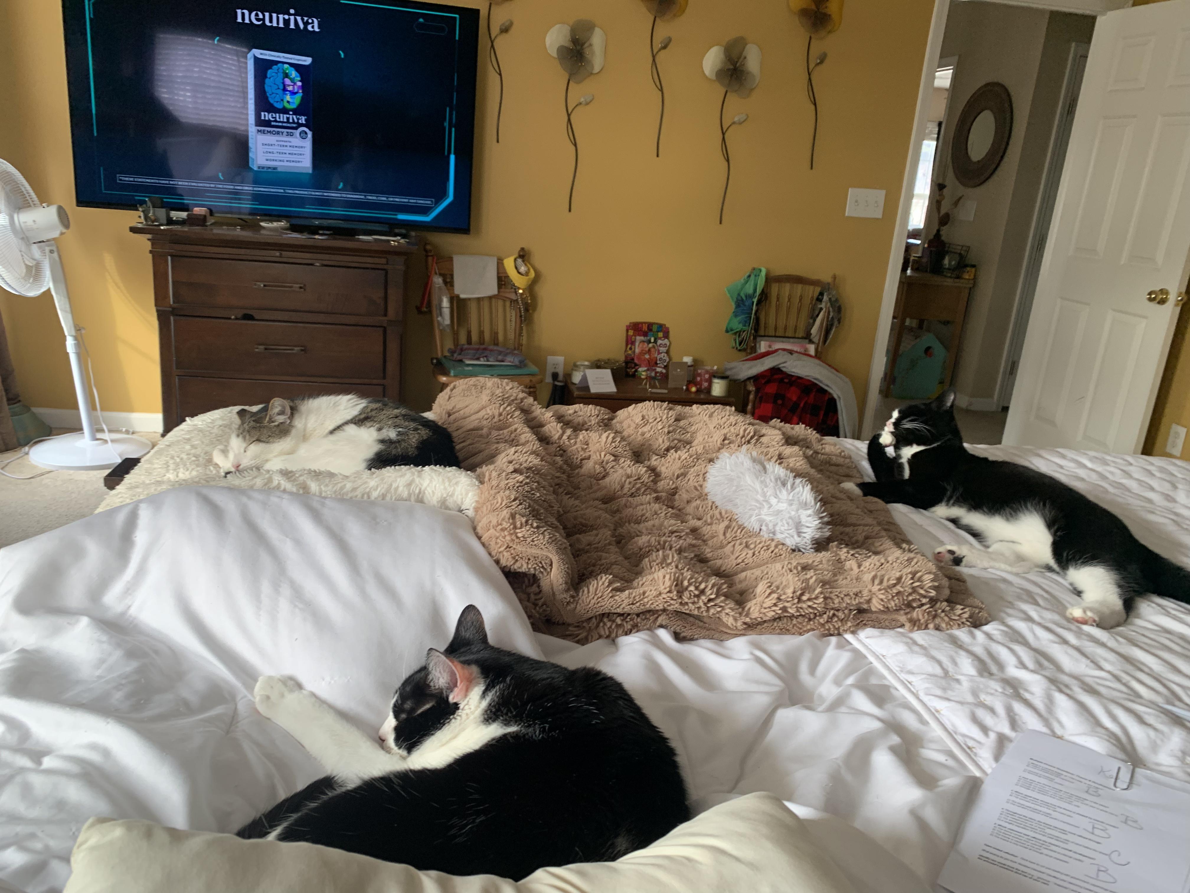 Enlarge Landis, a ADOPTABLE Tuxedo in Denver, NC image 5/6