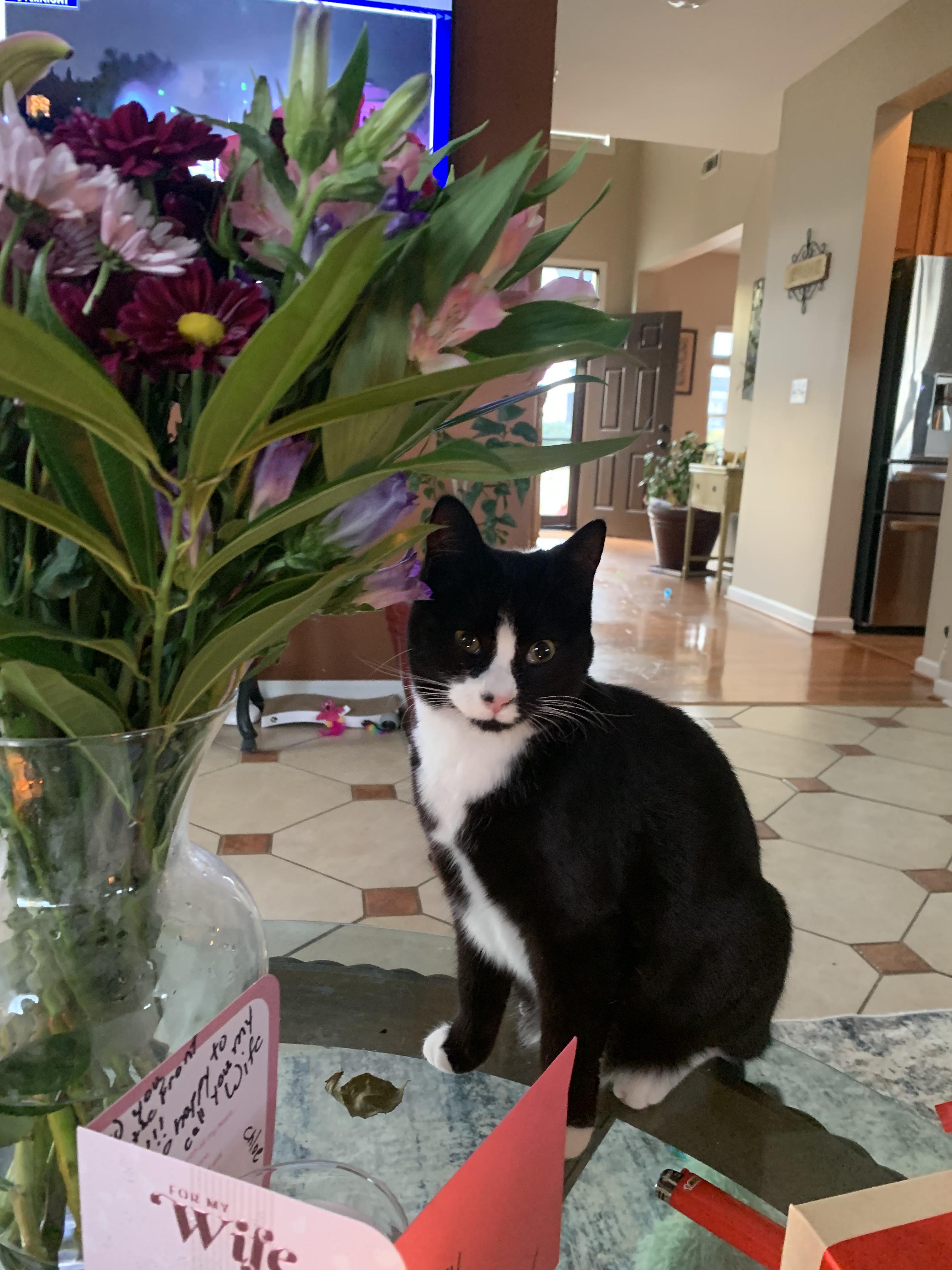 Enlarge Landis, a ADOPTABLE Tuxedo in Denver, NC image 2/6