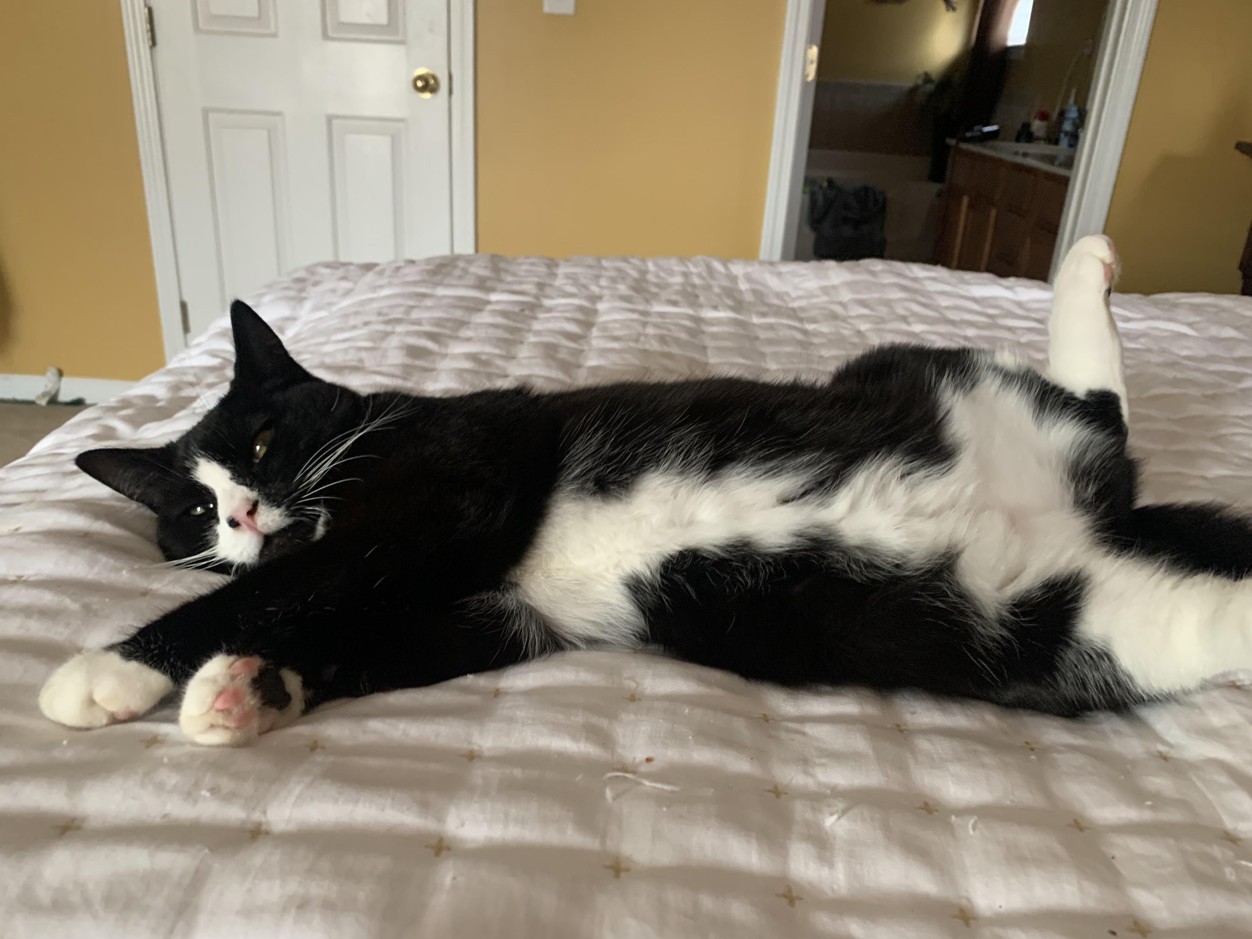 Enlarge Landis, a ADOPTABLE Tuxedo in Denver, NC image 4/6