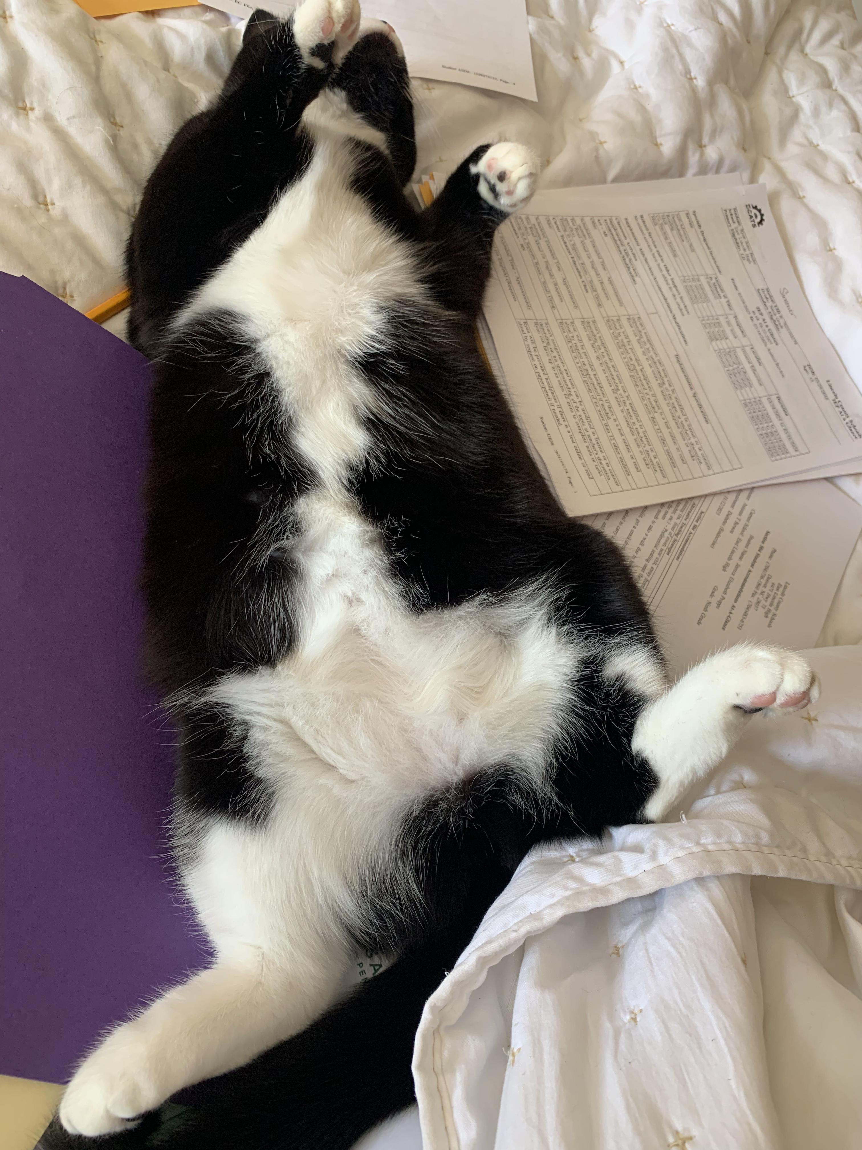 Enlarge Landis, a ADOPTABLE Tuxedo in Denver, NC image 6/6