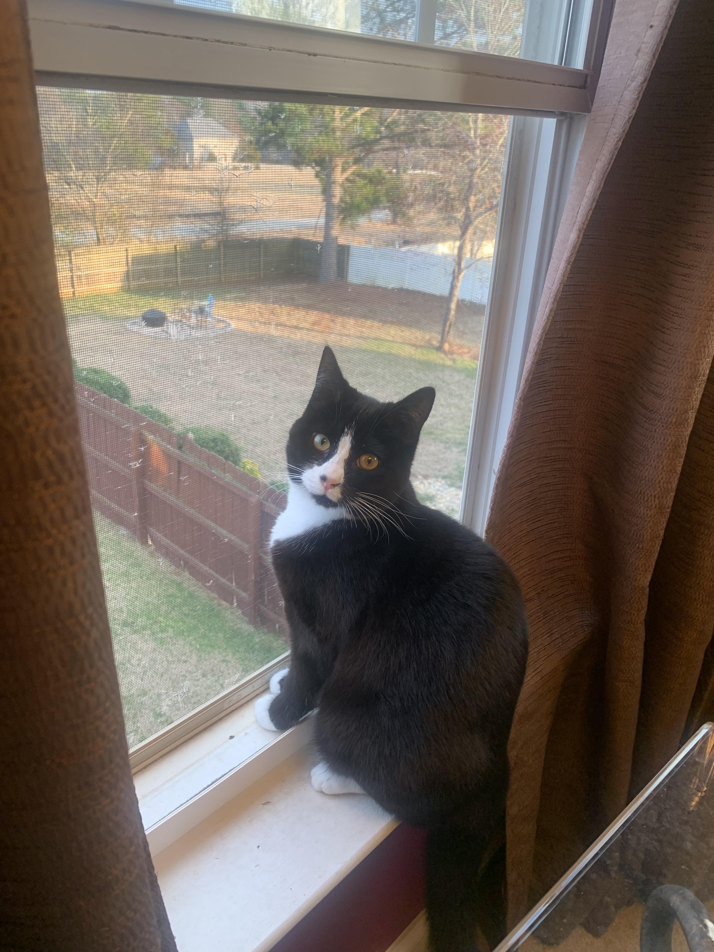 Enlarge Landis, a ADOPTABLE Tuxedo in Denver, NC image 3/6