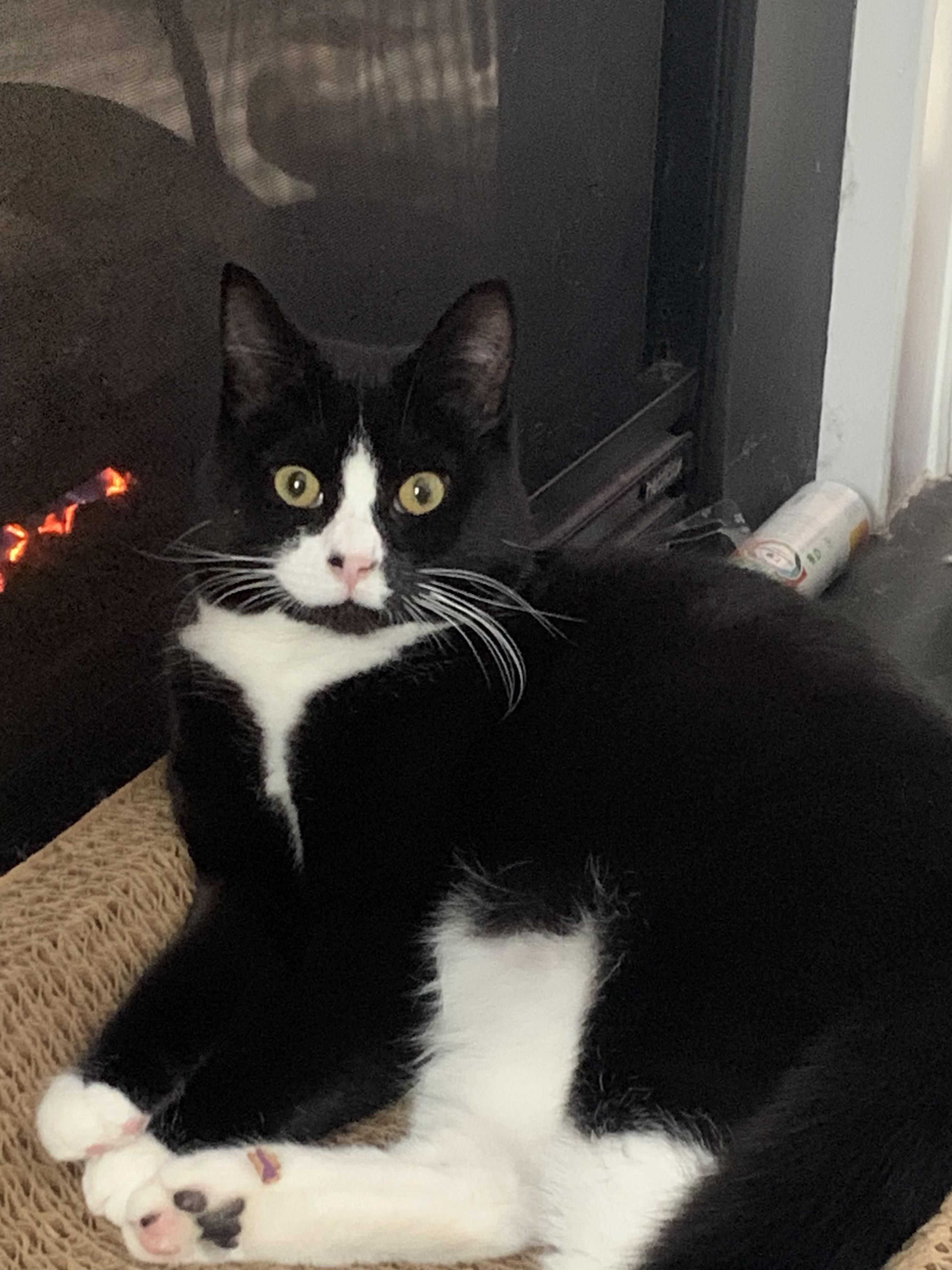 Landis, ADOPTABLE, Young Female Tuxedo.