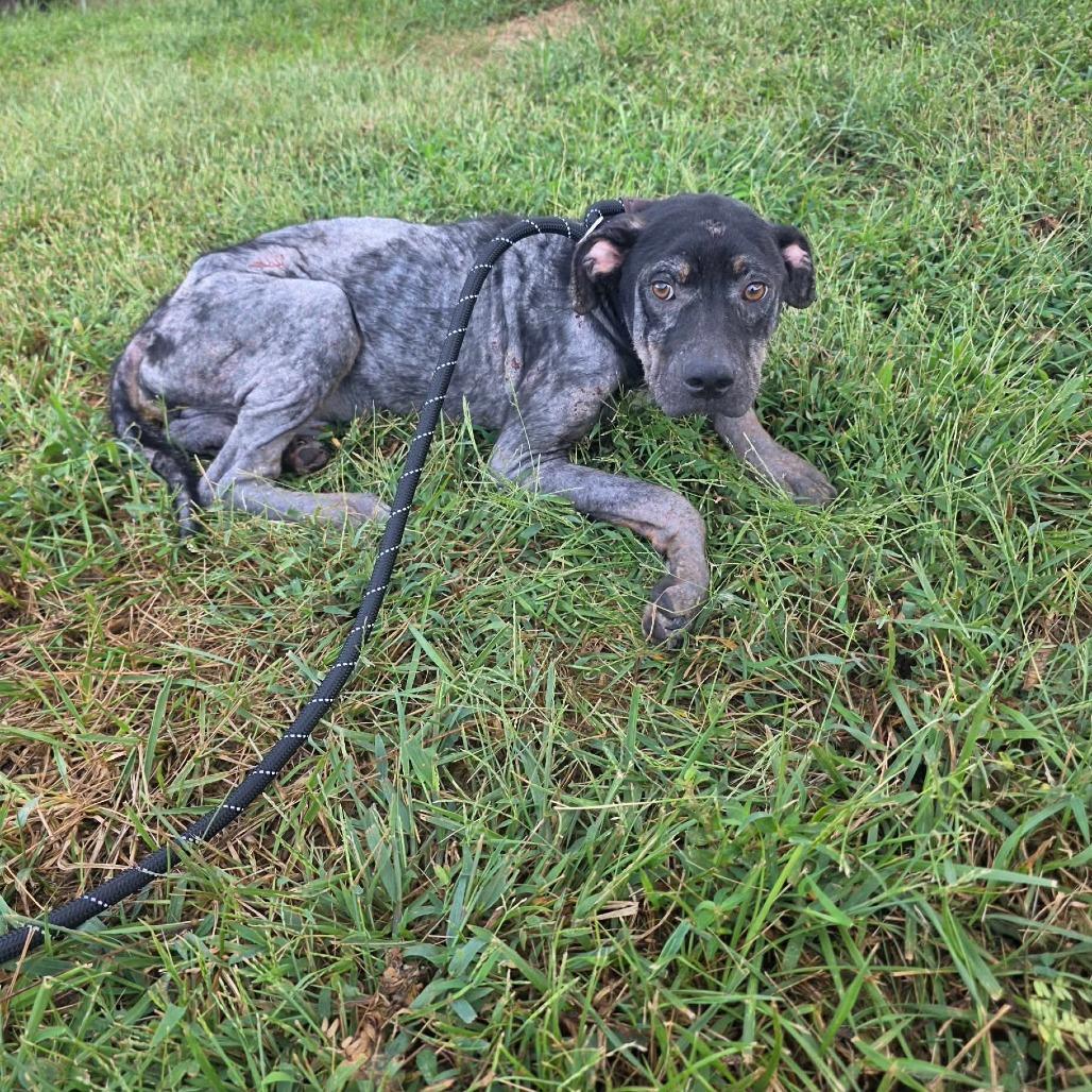 Kahlo, Adoptable, Adult Male Mixed Breed.