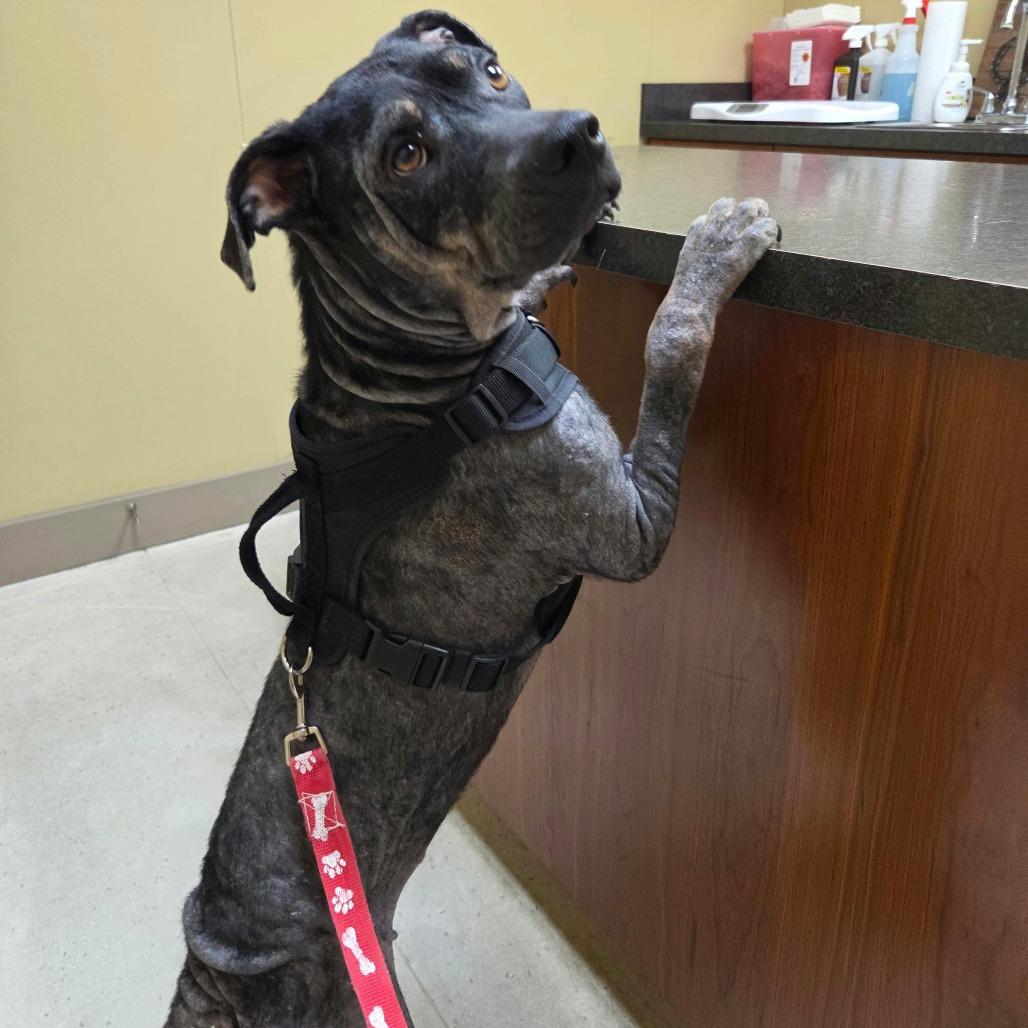 Enlarge Kahlo, a Adoptable Mixed Breed in Jackson, MO image 2/5