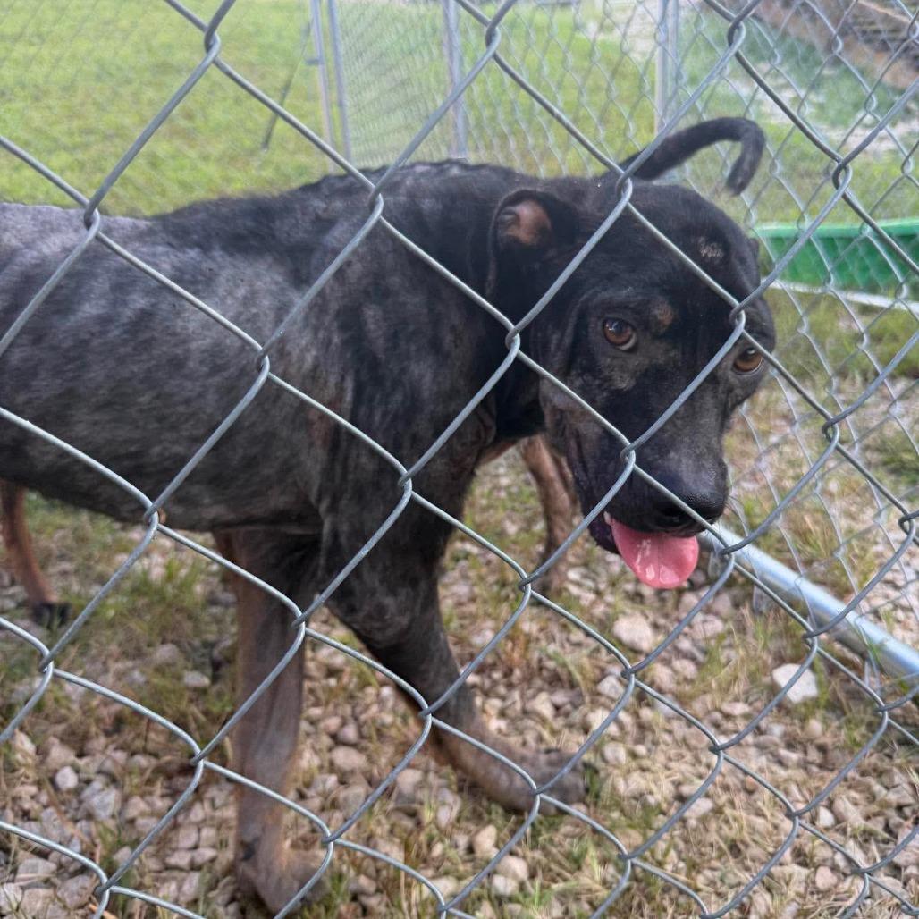 Enlarge Kahlo, a Adoptable Mixed Breed in Jackson, MO image 3/5