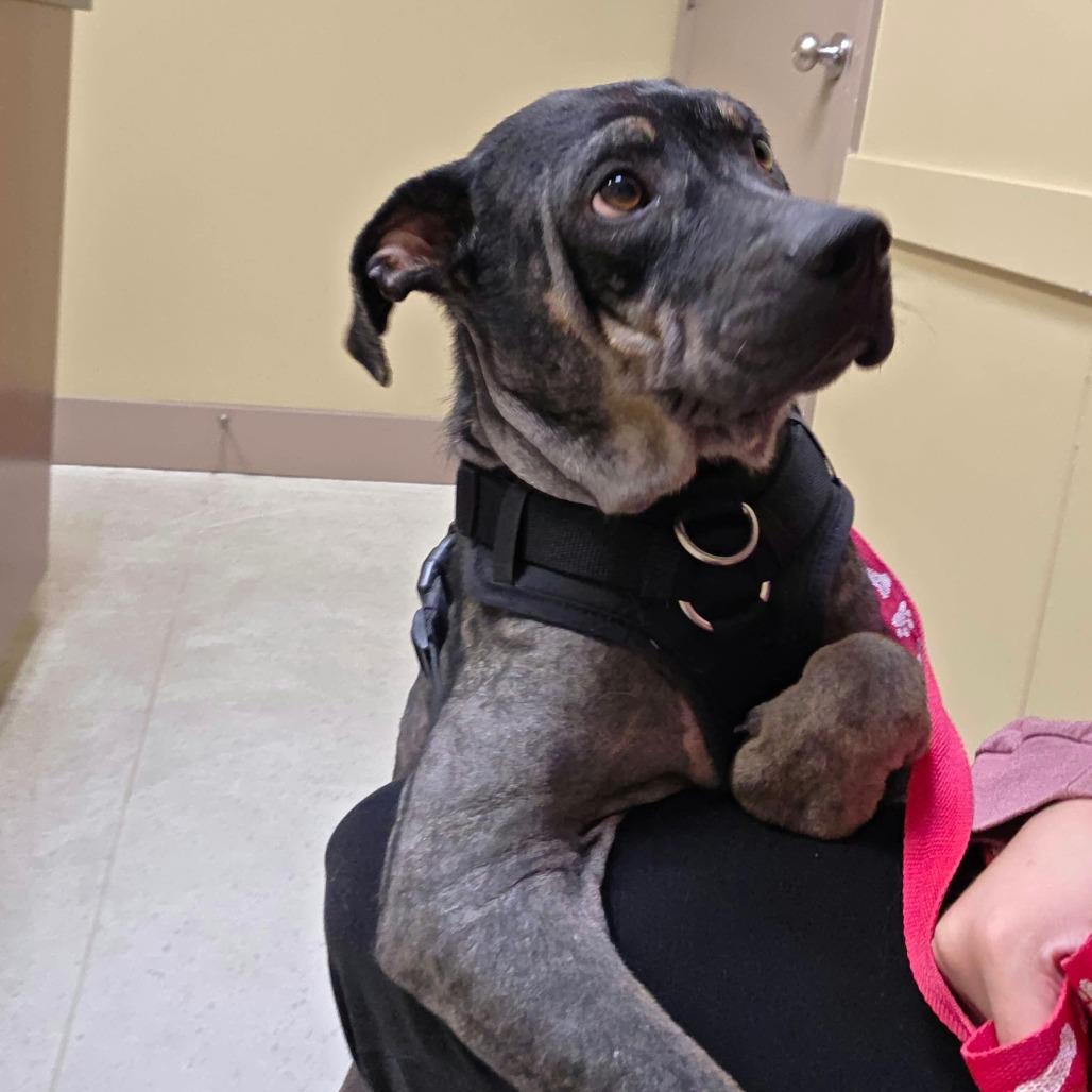 Enlarge Kahlo, a Adoptable Mixed Breed in Jackson, MO image 4/5