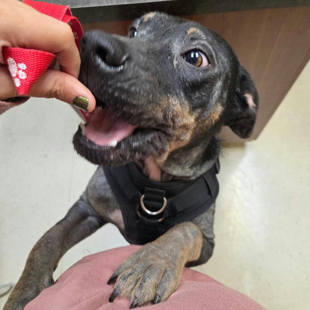 Enlarge Kahlo, a Adoptable Mixed Breed in Jackson, MO image 5/5