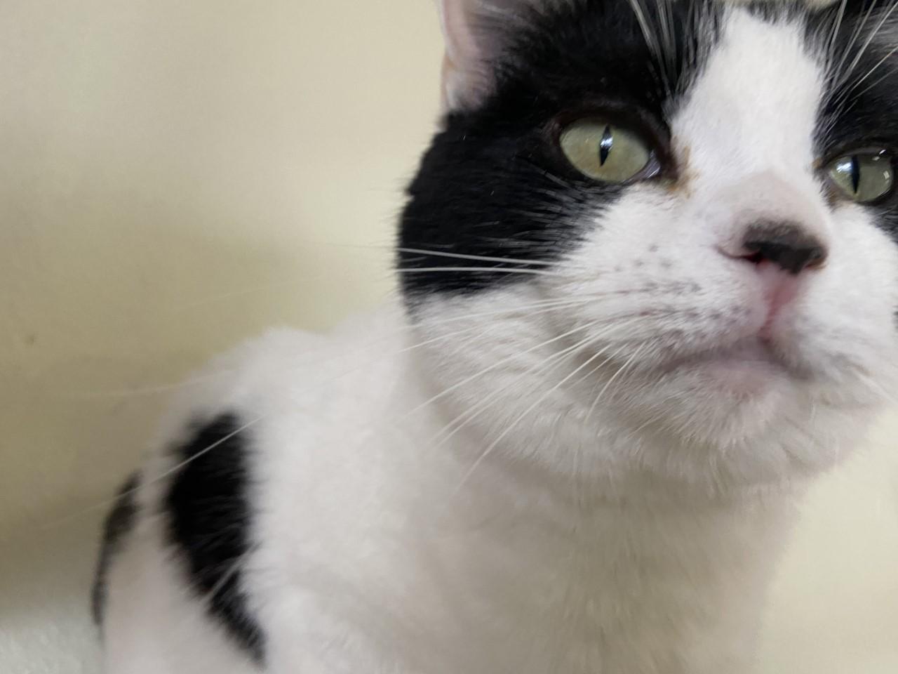 Louise, an adoptable Domestic Short Hair in Carson City, NV, 89701 | Photo Image 3
