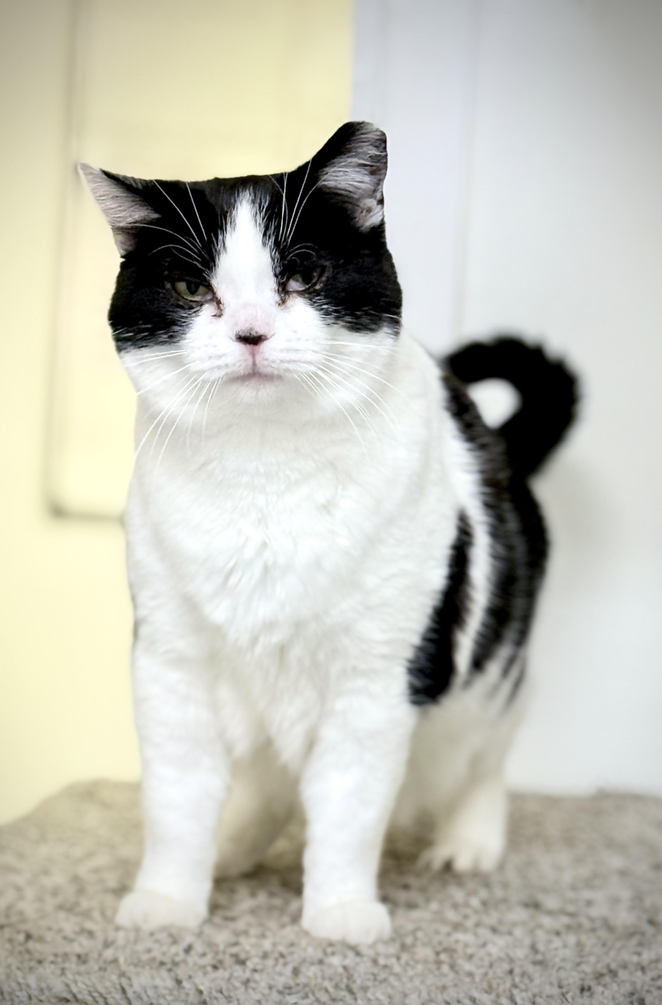 Louise, an adoptable Domestic Short Hair in Carson City, NV, 89701 | Photo Image 4