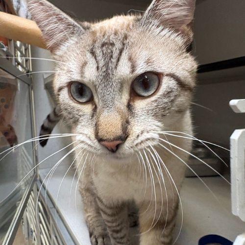 Enlarge FLIK, a Adoptable Domestic Medium Hair in Aurora, CO image 1/1