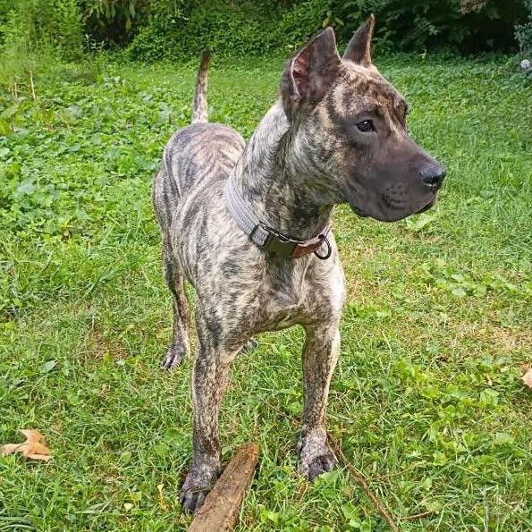 Jango (formerly Leo), Adoptable, Adult Male Presa Canario.
