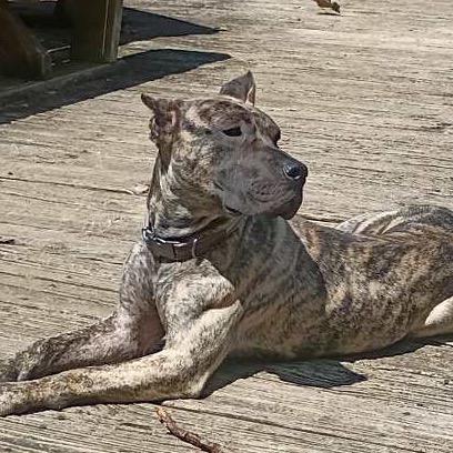 Enlarge Jango (formerly Leo), a Adoptable Presa Canario in manchester, PA image 2/6