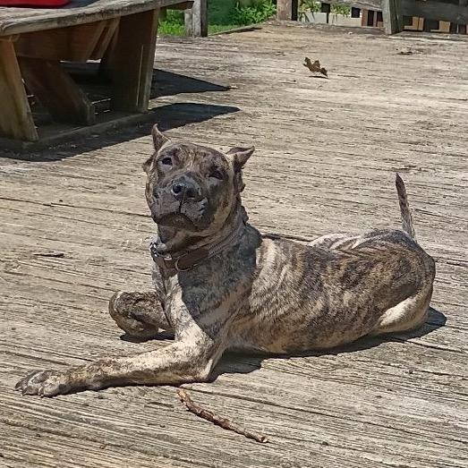Enlarge Jango (formerly Leo), a Adoptable Presa Canario in manchester, PA image 3/6