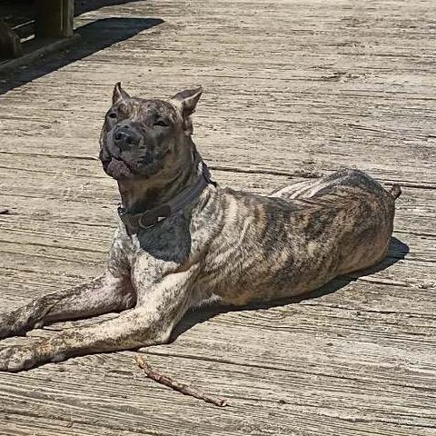 Enlarge Jango (formerly Leo), a Adoptable Presa Canario in manchester, PA image 4/6