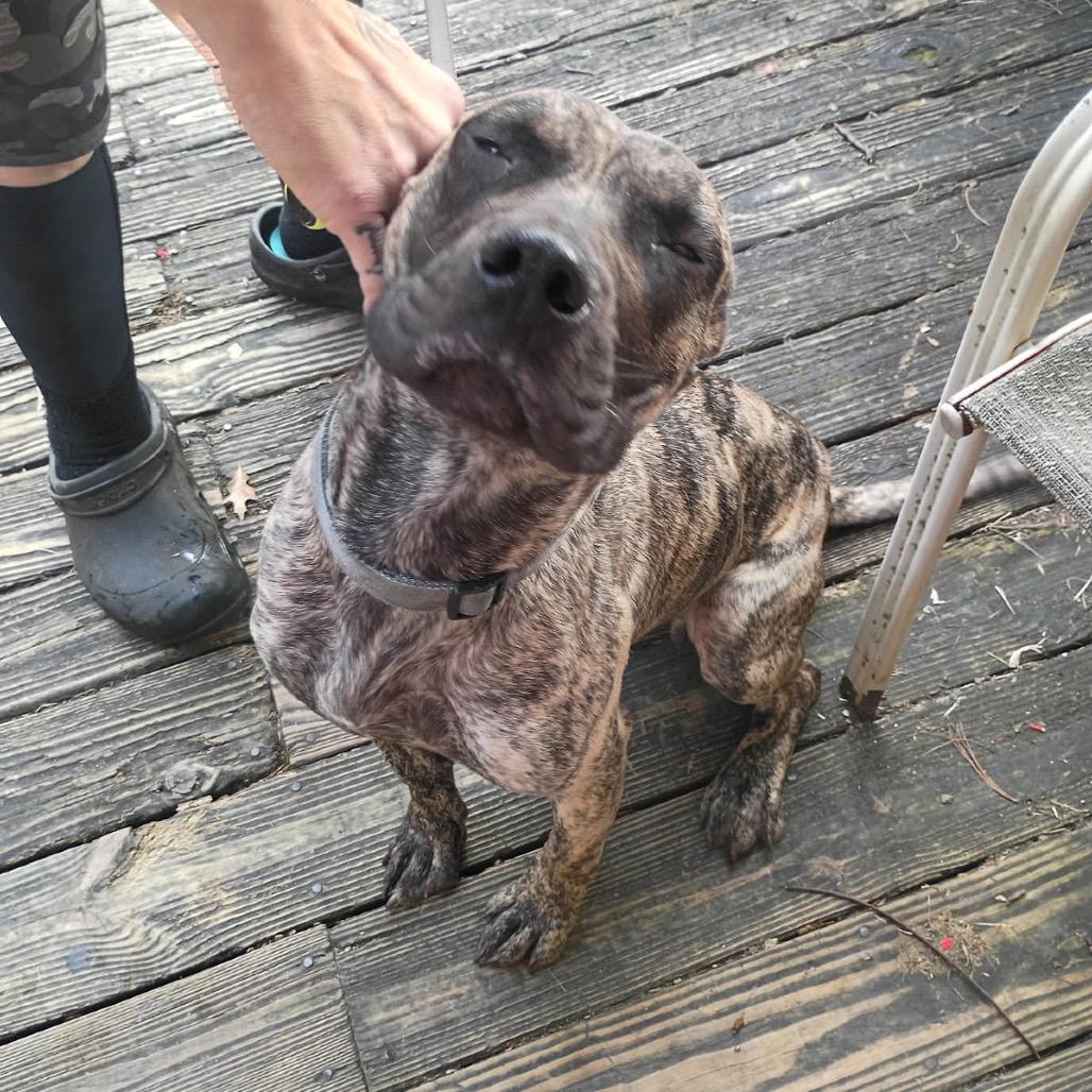 Enlarge Jango (formerly Leo), a Adoptable Presa Canario in manchester, PA image 5/6