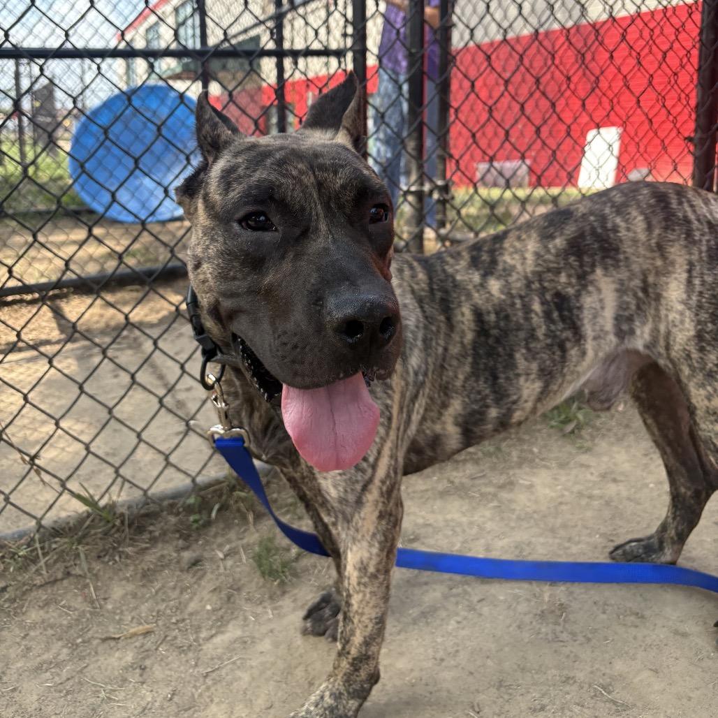 Enlarge Jango (formerly Leo), a Adoptable Presa Canario in manchester, PA image 6/6