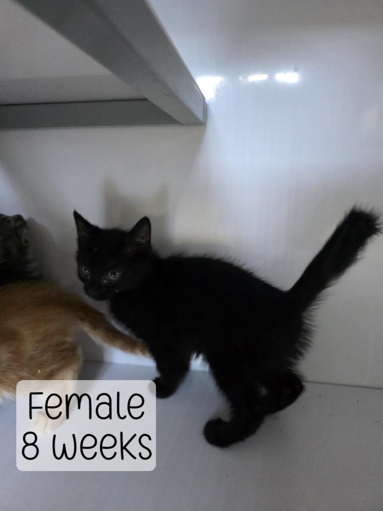 Black kitten 2, Adoptable, Kitten Female Domestic Medium Hair.