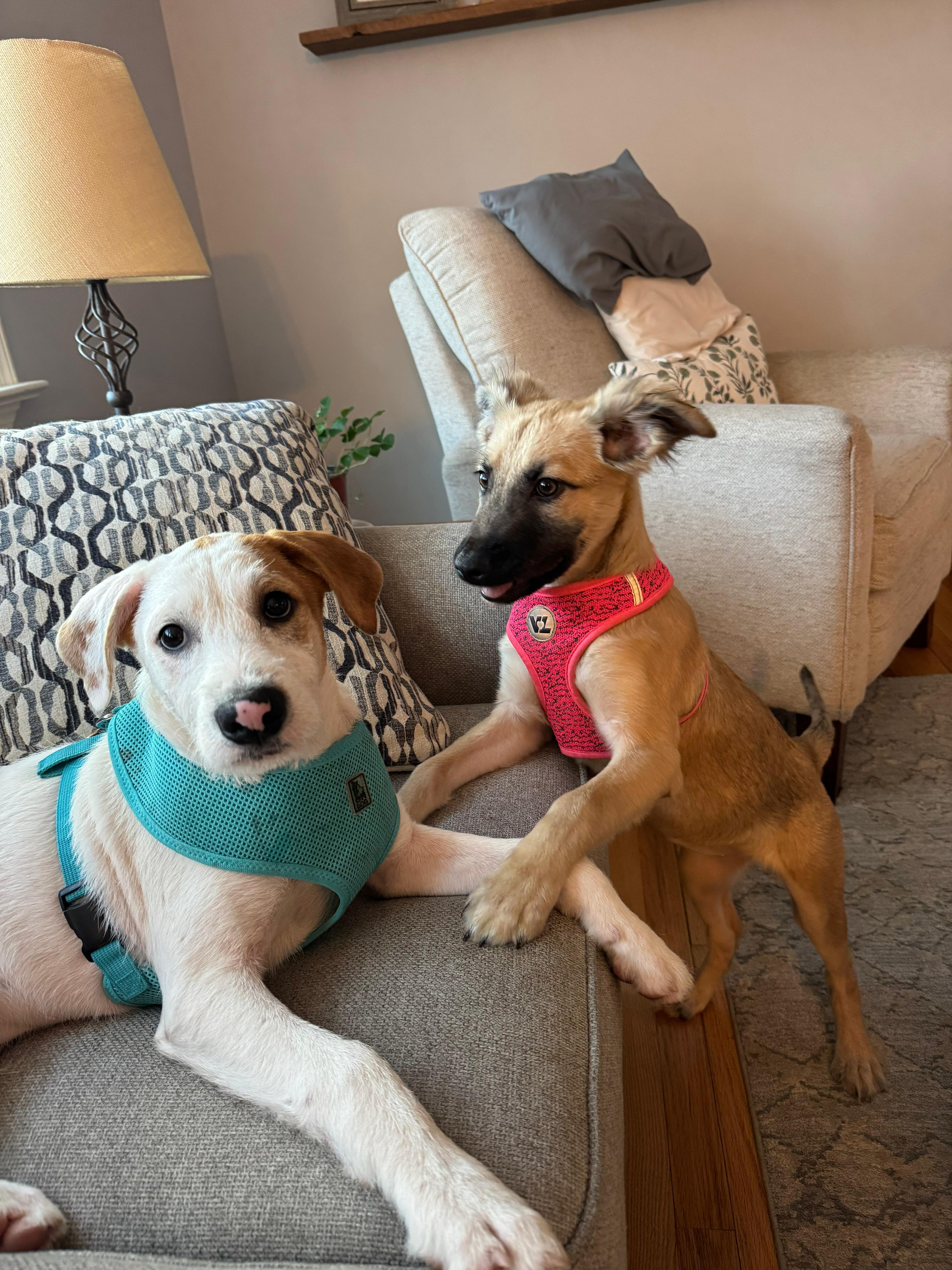 Enlarge PINTO - sweet & calm!, an adopted mixed breed in Shady Side, MD image 6/6