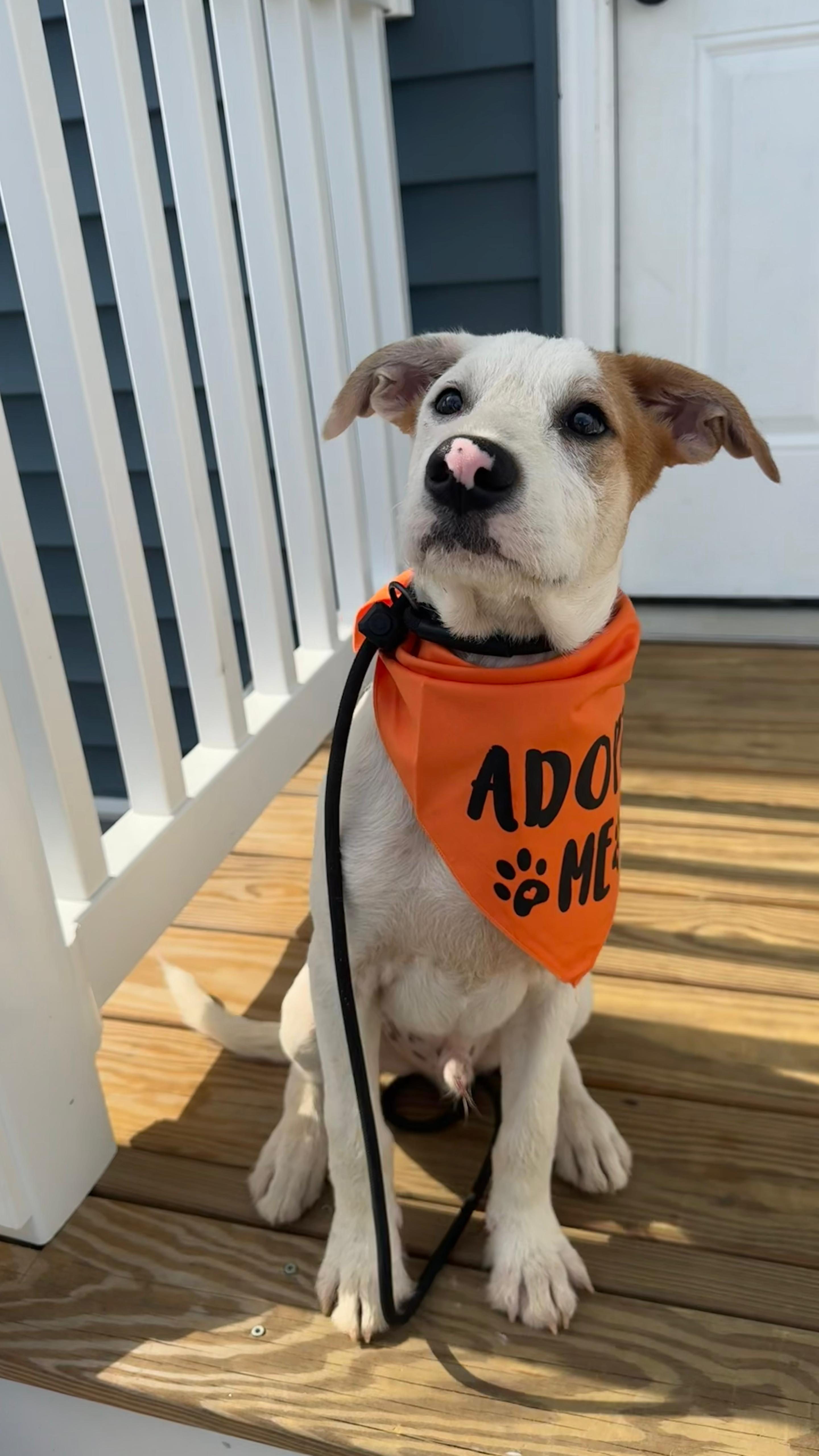 Enlarge PINTO - sweet & calm!, an adopted mixed breed in Shady Side, MD image 1/6