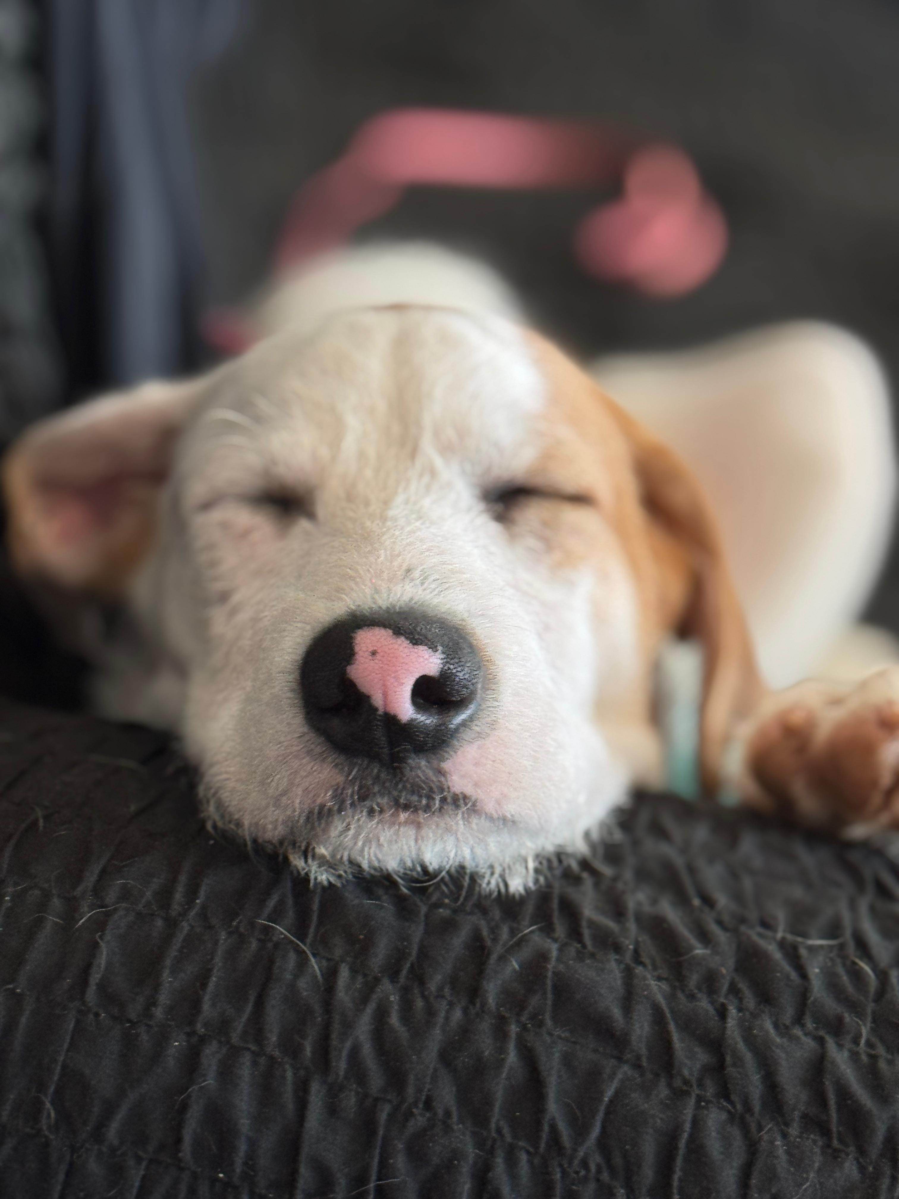 Enlarge PINTO - sweet & calm!, an adopted mixed breed in Shady Side, MD image 3/6