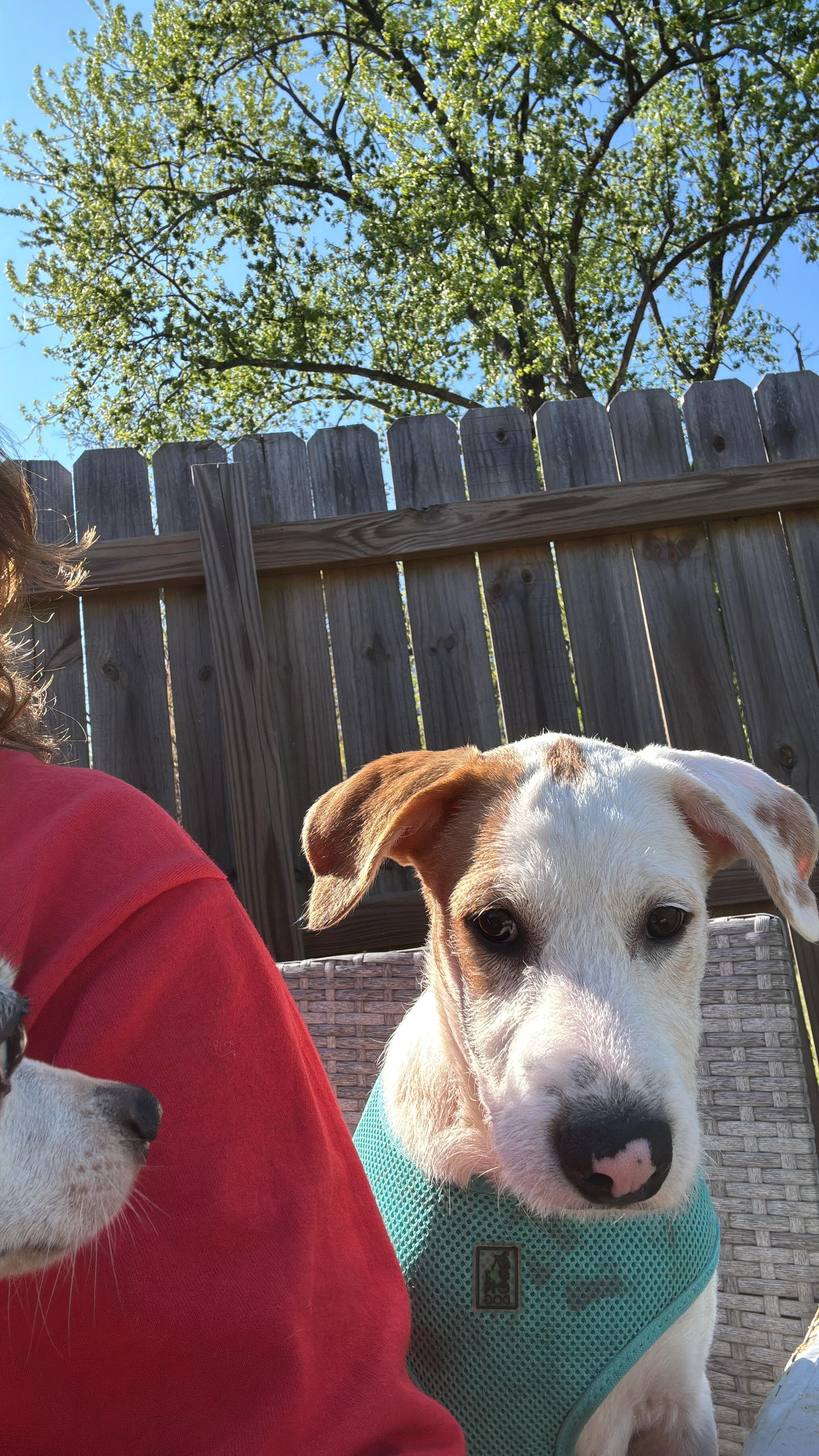 Enlarge PINTO - sweet & calm!, an adopted mixed breed in Shady Side, MD image 2/6