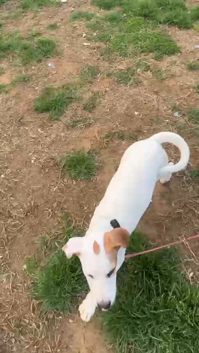 Enlarge PINTO - sweet & calm!, an adopted mixed breed in Shady Side, MD video 4/6