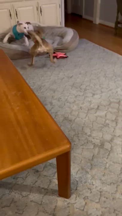 Enlarge PINTO - sweet & calm!, an adopted mixed breed in Shady Side, MD video 5/6