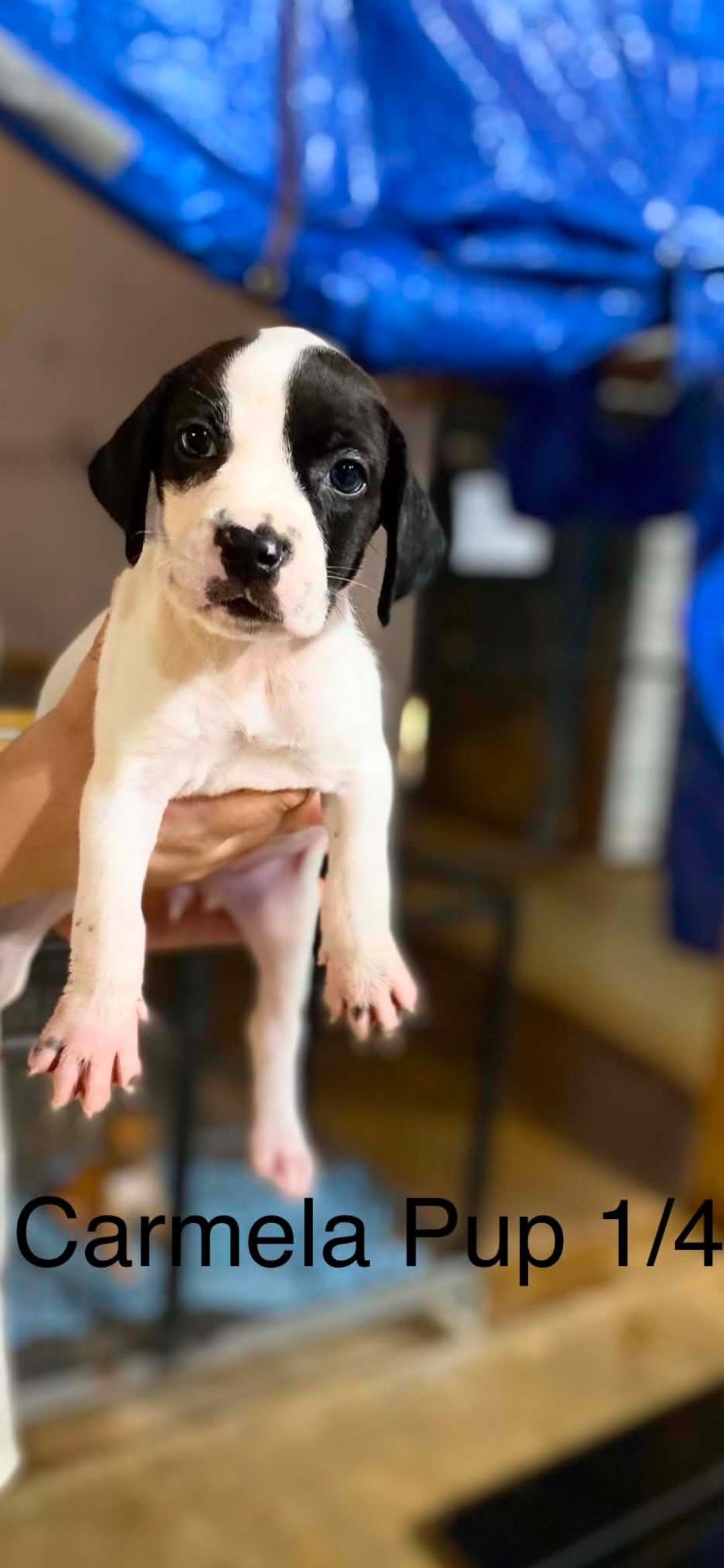 Enlarge Carmela pups, a Adopted mixed breed in Brooksville, FL image 4/4