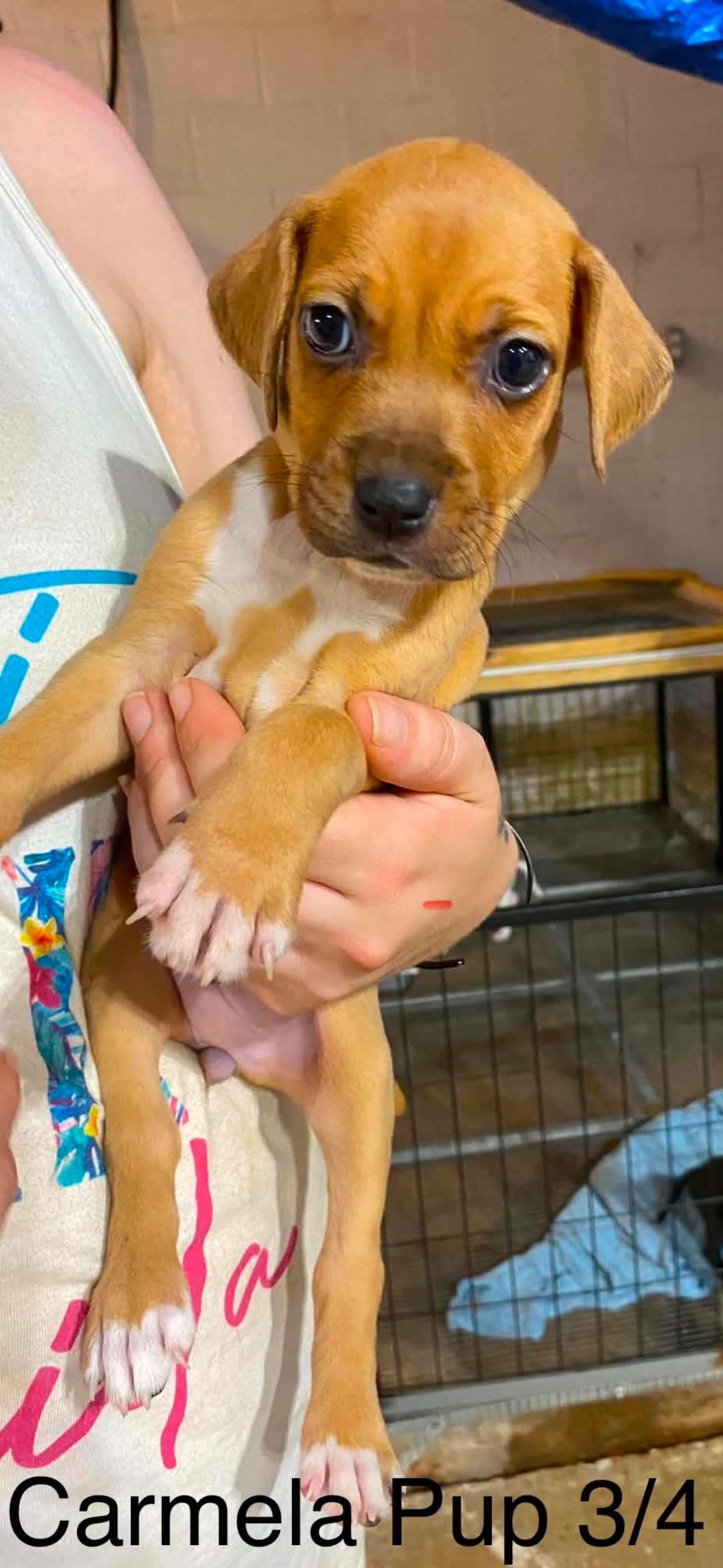 Enlarge Carmela pups, a Adopted mixed breed in Brooksville, FL image 3/4