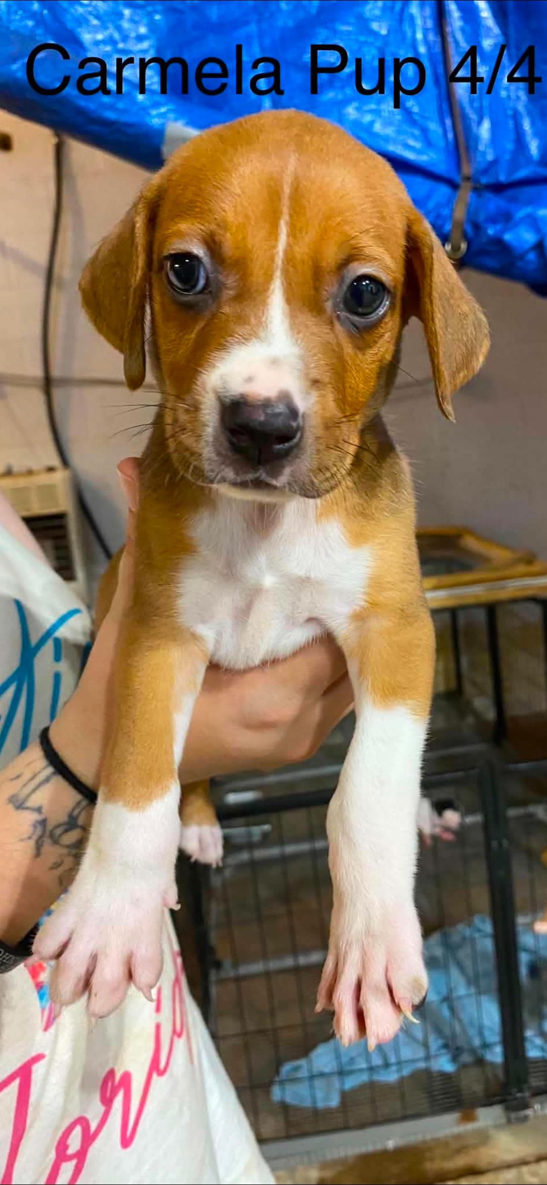 Enlarge Carmela pups, a Adopted mixed breed in Brooksville, FL image 2/4