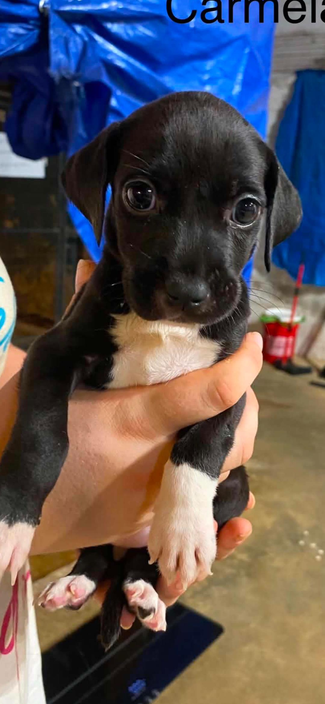 Enlarge Carmela pups, a Adopted mixed breed in Brooksville, FL image 1/4