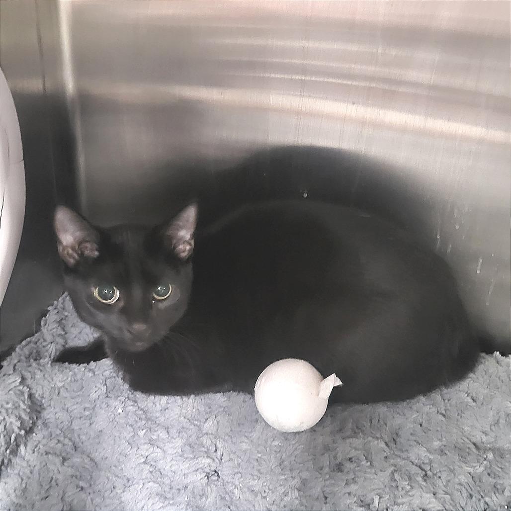 Aria, Adoptable, Young Female Domestic Short Hair.