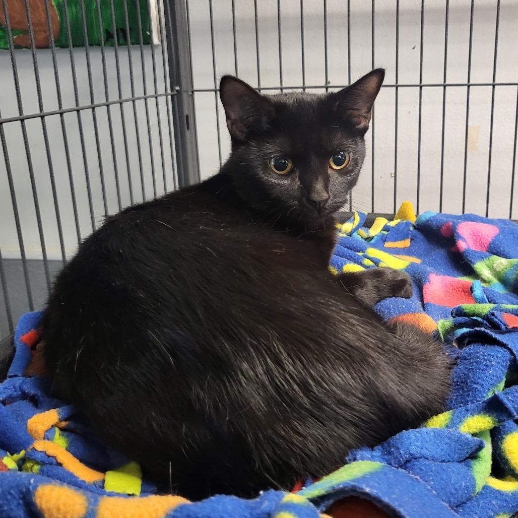 Enlarge Aria, a Adoptable Domestic Short Hair in Belleville, IL image 2/2