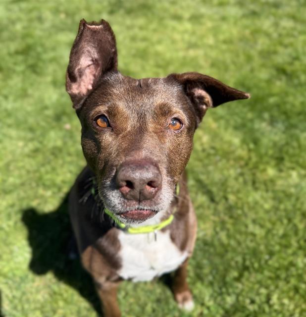 ETHEL DAVENPORT, Adoptable, Senior Female Labrador Retriever.