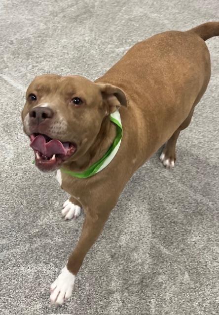 Enlarge Bella , a ADOPTABLE mixed breed in Egg Harbor City, NJ image 2/5