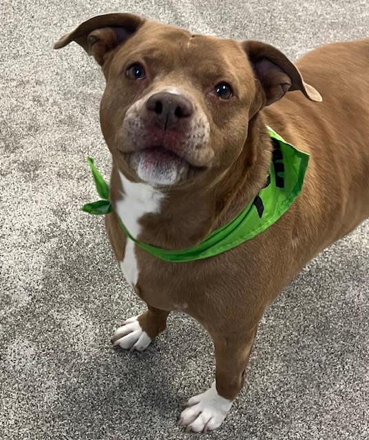 Enlarge Bella , a ADOPTABLE mixed breed in Egg Harbor City, NJ image 3/5