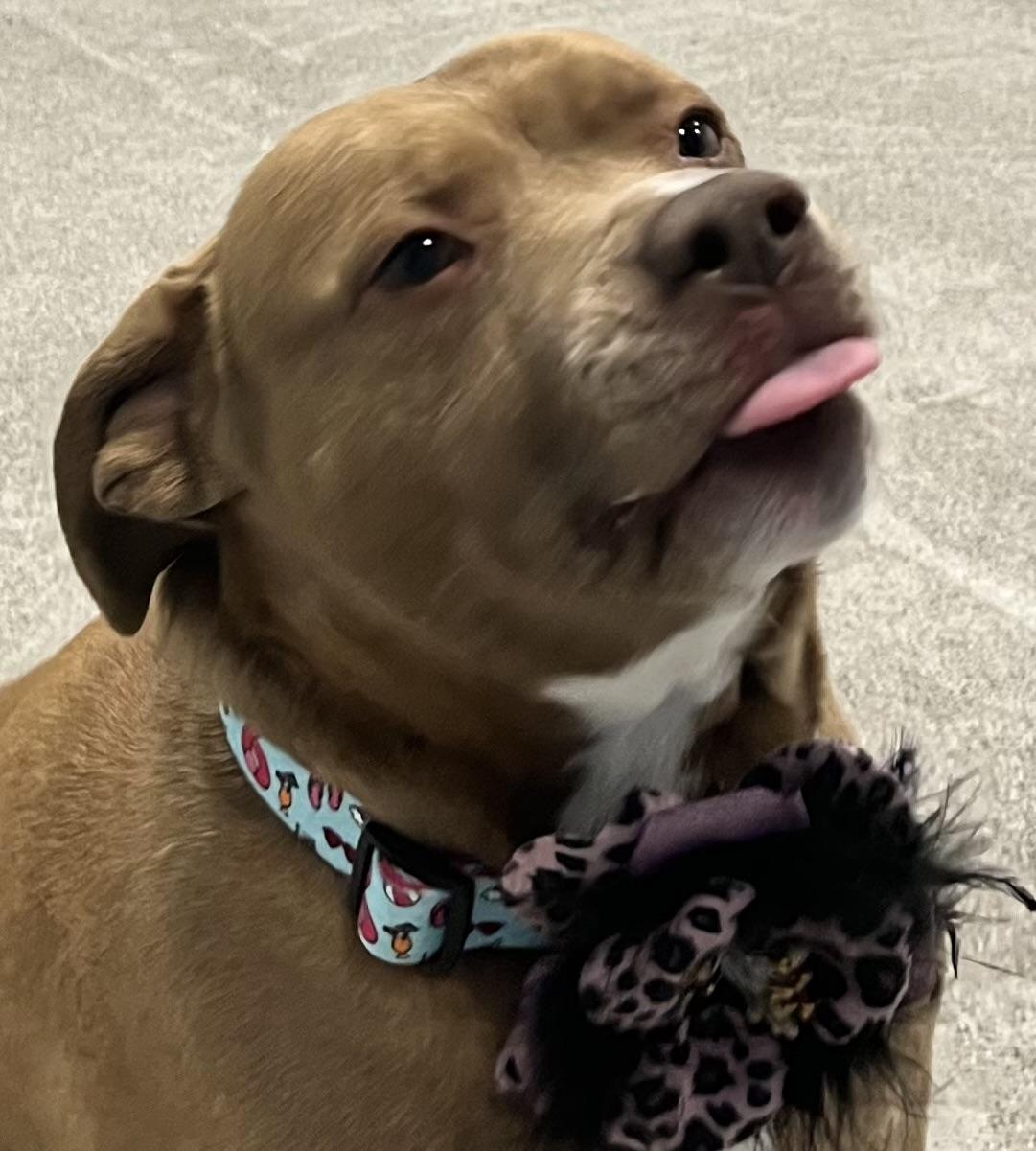 Enlarge Bella , a ADOPTABLE mixed breed in Egg Harbor City, NJ image 1/5