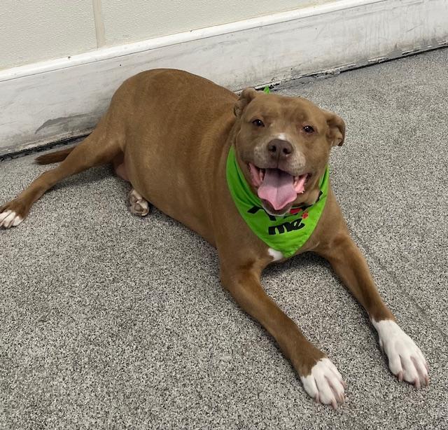 Enlarge Bella , a ADOPTABLE mixed breed in Egg Harbor City, NJ image 4/5